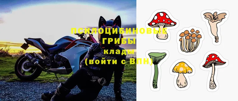 Галлюциногенные грибы Psilocybe  как найти закладки  Иннополис 